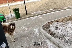 不愧雪橇三傻老大，各种傻事我是无语了，拿雪当冰棍走道都能摔着视频封面