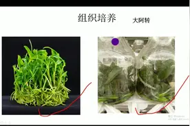 蝴蝶兰种子网友居然在家播种！兰花种子是如何种出来的视频封面