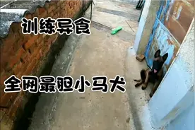 这是全网最胆小的马犬，看的人哭笑不得😂，我该如何训练它🤣