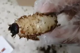 开箱2只独角仙幼虫，1公1母，这颜色有点像