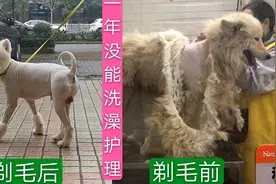 萨摩耶一年了没能洗一次澡，全身毛打结，无奈只能全剃掉了
