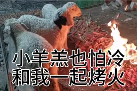 3只小羊羔真聪明天气太冷，真担心和我一起烤火今天零下18℃