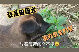 小狗狗有三个月大了，活泼好动，在草丛里什么都好玩视频封面