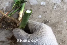 想种树莓其实很简单，快递运输过程把根部保湿，一般就能够种活哦视频封面