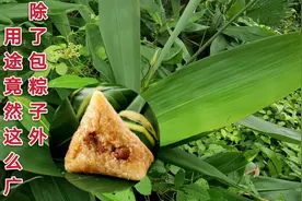 箬竹叶除啦能包粽子外，其实它的用途很广泛的，一起来了解下视频封面