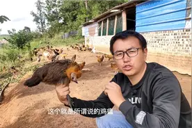 鸡瘟引起让鸡的脖子都扭曲了，遇到这样的鸡我们要下狠心一点