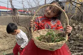 爷俩比赛挖婆婆丁，网友说：这么挖下去就挖绝了，听听小伙怎么说视频封面