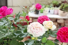 种植玫瑰记住这两点，开花大朵还爆盆，情人节还能给老婆一个惊喜视频封面