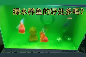 绿水可以保持金鱼的颜色，而且对金鱼的健康情况也很好