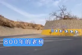 焦作有颗800多岁的老槐树，为啥在路中间，小芳带大家一探究竟视频封面