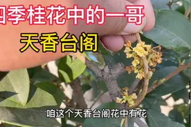 四季桂中开花奇香的品种天香台阁，一年四季花常开，真有这么好吗视频封面