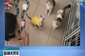 玩猫还能赚钱 女大学生成职业“铲屎官”