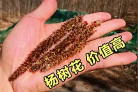 毛毛虫“杨树花”是个宝，售价高达几十元，到底有啥用？视频封面