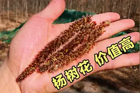 毛毛虫“杨树花”是个宝，售价高达几十元，到底有啥用？视频封面