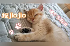 猫咪有痒痒肉吗？原来跟人一样也怕挠jiojio，痒痒的不行