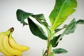 吃剩的香蕉，这样种进盆，轻松种出香蕉树超级简单视频封面