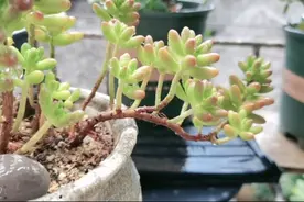 下狠手！撸光徒长叶片和气根，清清爽爽的虹之玉秋天会美回来！