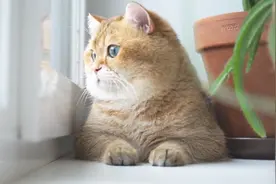 猫咪静静地坐在窗子旁边，时不时地望向窗外，模样简直萌化了