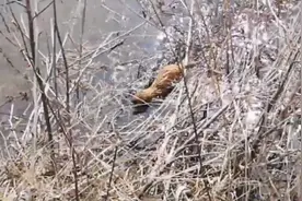又见黄大仙