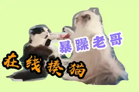 大型家暴现场！！布偶猫对小猫咪大打出手！！主人却无动于衷？？