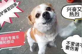 看狗狗如何欢迎铲屎官回家，专属铲屎官的乐趣和感动＃学浪计划＃视频封面