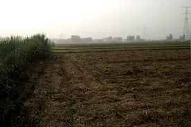 玉米地竟然长出了大片大片的蘑菇能不能吃