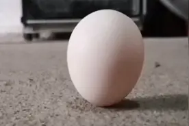立鸡蛋，立春时刻鸡蛋可以立起来，你试过了没。视频封面