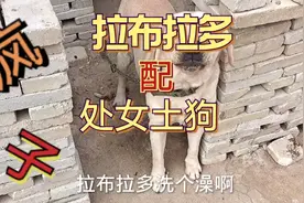 肉狗养殖，其实也要不断创新，拉布拉多犬配土狗，骨架好，肯大视频封面