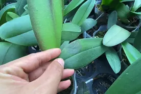 蝴蝶兰种植方法，夏季高温容易得软腐病，软腐叶片尽早切除