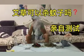 老一辈说艾草可以杀蚊子。艾草真的可以杀蚊子吗？用一夜测试结果视频封面