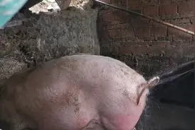 爷爷奶奶养的猪真会享受，边沐浴边进食，还顺带拉粑粑。太搞笑了