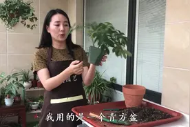 鸭掌木怎么换盆？教你几招，选择一个好花盆不烂根，新芽爆盆