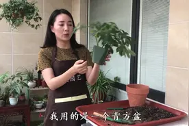 鸭掌木怎么换盆？教你几招，选择一个好花盆不烂根，新芽爆盆