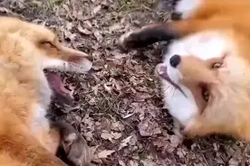 听狐狸的笑声，真的感觉到了它们发自内心的快乐！