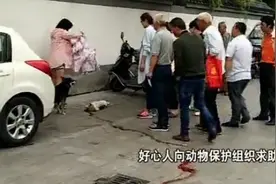 狗狗的同伴被车撞死后，它接下来的举动感动了许多路人