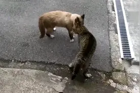 这是有多大的仇呀，两只猫咪在大马路上疯狂打架，毛都掉了一地