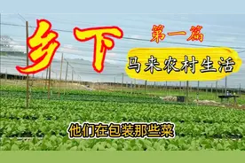 马来农村生活，种菜的辛苦是只有农民才知道，乡下｜别认真视频封面