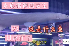河南最大的水族馆，镇店之宝！又知道什么鱼的嘛？我是不知道！