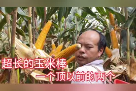 新品种玉米，超长的玉米棒，一个顶以前的两个，种一亩顶两亩！