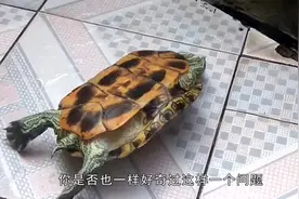 乌龟到底能不能自己翻身？告诉你真相！