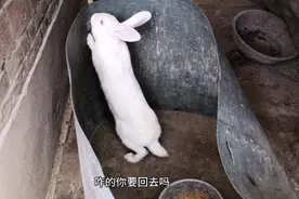 兔子四个月性成熟，六个月成年，那第一次配对应该是在什么时候？