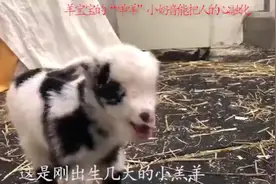羊宝宝“咩咩”小奶音能把人的心给融化了