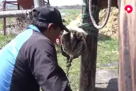 马蹄受伤，里面全是脓。准确快速的帮它处理出来