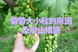葡萄大小粒的形成原因和防治方法视频封面