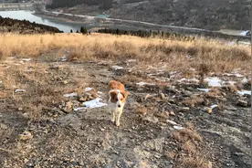 跟随闪电狗狗看美景视频封面