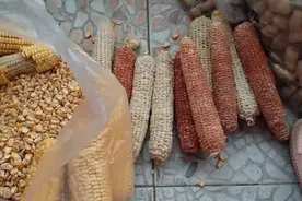 带大家看看七几年！农村人怎样用玉米棒剝成玉米粒的农民用这方法