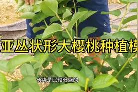大樱桃种植新模式 KGB丛状形 一年大樱桃苗的培育要点分享视频封面