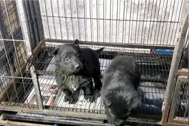 山西朔州训犬，狗狗的爪子为什么会从白毛变成黑毛？