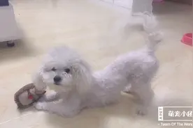 狗狗学习一天国语，男主提问考试，狗狗还真能听懂一些，太聪明了视频封面