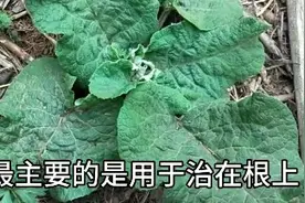 野生牛蒡，大姐遇到一片，它不仅具有减肥功效，还有不知道的作用视频封面
